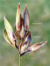  Spikelets